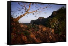 Jaguar walking over rocky hillside, Mexico-Alejandro Prieto-Framed Stretched Canvas