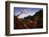 Jaguar walking over rocky hillside, Mexico-Alejandro Prieto-Framed Photographic Print