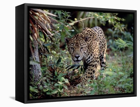 Jaguar Walking Through the Forest, Belize-Lynn M^ Stone-Framed Stretched Canvas