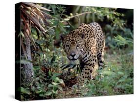 Jaguar Walking Through the Forest, Belize-Lynn M^ Stone-Stretched Canvas