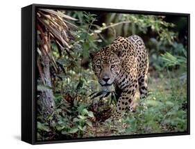 Jaguar Walking Through the Forest, Belize-Lynn M^ Stone-Framed Stretched Canvas