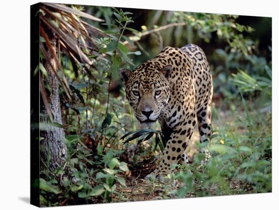 Jaguar Walking Through the Forest, Belize-Lynn M^ Stone-Stretched Canvas