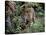 Jaguar Walking Through the Forest, Belize-Lynn M^ Stone-Stretched Canvas