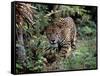 Jaguar Walking Through the Forest, Belize-Lynn M^ Stone-Framed Stretched Canvas