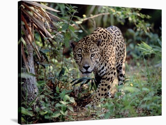 Jaguar Walking Through the Forest, Belize-Lynn M^ Stone-Stretched Canvas