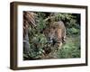 Jaguar Walking Through the Forest, Belize-Lynn M^ Stone-Framed Premium Photographic Print