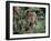 Jaguar Walking Through the Forest, Belize-Lynn M^ Stone-Framed Premium Photographic Print