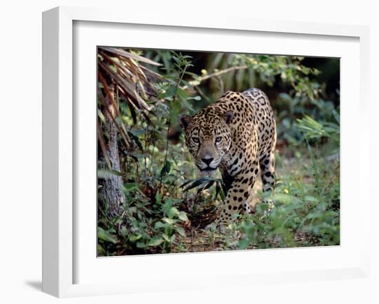 Jaguar Walking Through the Forest, Belize-Lynn M^ Stone-Framed Premium Photographic Print