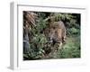 Jaguar Walking Through the Forest, Belize-Lynn M^ Stone-Framed Premium Photographic Print