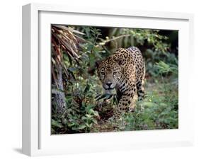 Jaguar Walking Through the Forest, Belize-Lynn M^ Stone-Framed Premium Photographic Print