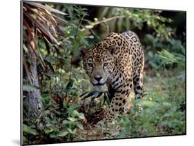 Jaguar Walking Through the Forest, Belize-Lynn M^ Stone-Mounted Premium Photographic Print