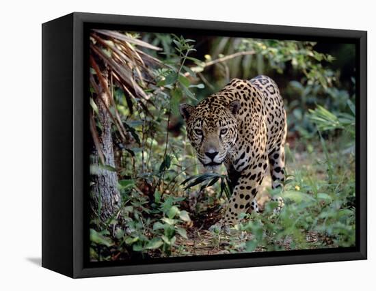 Jaguar Walking Through the Forest, Belize-Lynn M^ Stone-Framed Stretched Canvas