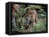 Jaguar Walking Through the Forest, Belize-Lynn M^ Stone-Framed Stretched Canvas