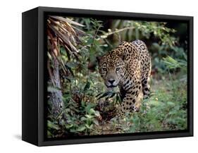 Jaguar Walking Through the Forest, Belize-Lynn M^ Stone-Framed Stretched Canvas