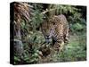 Jaguar Walking Through the Forest, Belize-Lynn M^ Stone-Stretched Canvas