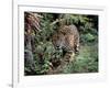 Jaguar Walking Through the Forest, Belize-Lynn M^ Stone-Framed Photographic Print