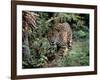 Jaguar Walking Through the Forest, Belize-Lynn M^ Stone-Framed Photographic Print