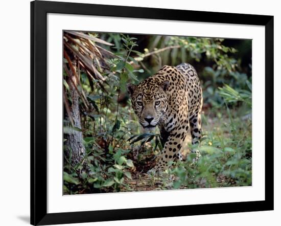 Jaguar Walking Through the Forest, Belize-Lynn M^ Stone-Framed Photographic Print