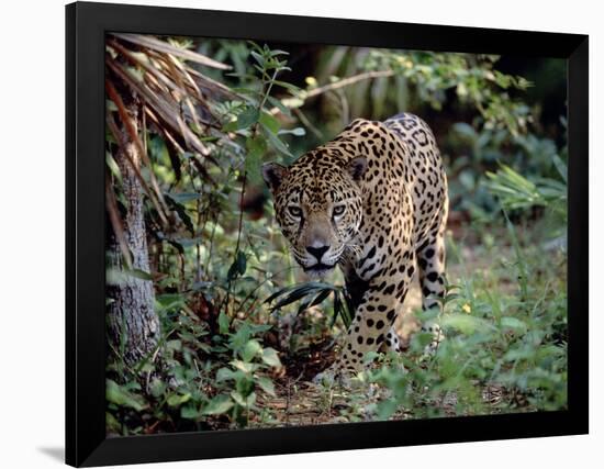 Jaguar Walking Through the Forest, Belize-Lynn M^ Stone-Framed Photographic Print