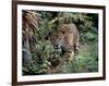 Jaguar Walking Through the Forest, Belize-Lynn M^ Stone-Framed Photographic Print