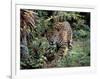 Jaguar Walking Through the Forest, Belize-Lynn M^ Stone-Framed Photographic Print