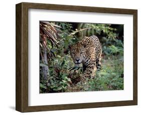 Jaguar Walking Through the Forest, Belize-Lynn M^ Stone-Framed Photographic Print