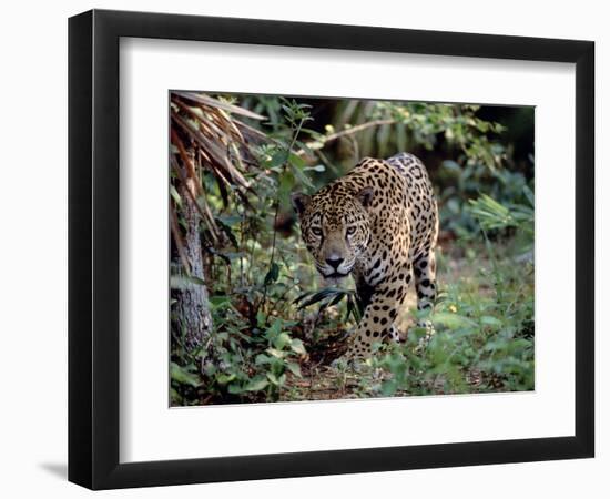 Jaguar Walking Through the Forest, Belize-Lynn M^ Stone-Framed Photographic Print