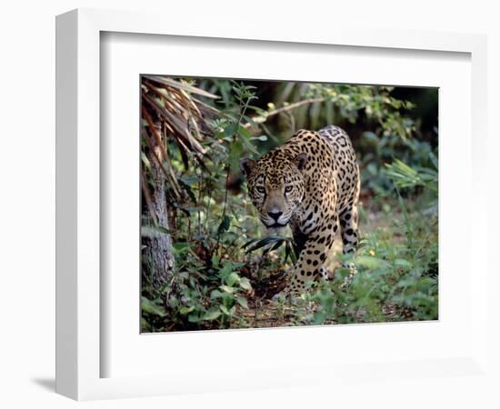 Jaguar Walking Through the Forest, Belize-Lynn M^ Stone-Framed Photographic Print