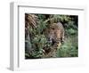 Jaguar Walking Through the Forest, Belize-Lynn M^ Stone-Framed Photographic Print