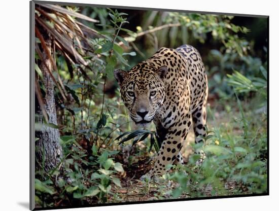 Jaguar Walking Through the Forest, Belize-Lynn M^ Stone-Mounted Photographic Print