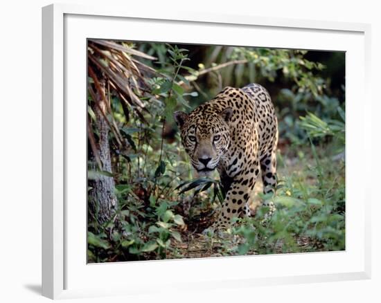 Jaguar Walking Through the Forest, Belize-Lynn M^ Stone-Framed Photographic Print