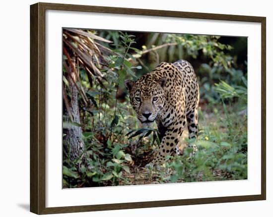 Jaguar Walking Through the Forest, Belize-Lynn M^ Stone-Framed Photographic Print
