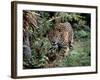 Jaguar Walking Through the Forest, Belize-Lynn M^ Stone-Framed Photographic Print