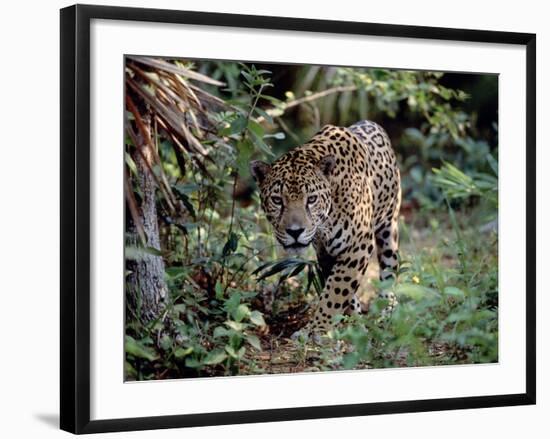 Jaguar Walking Through the Forest, Belize-Lynn M^ Stone-Framed Photographic Print