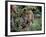 Jaguar Walking Through the Forest, Belize-Lynn M^ Stone-Framed Photographic Print