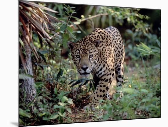 Jaguar Walking Through the Forest, Belize-Lynn M^ Stone-Mounted Photographic Print