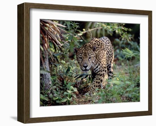 Jaguar Walking Through the Forest, Belize-Lynn M^ Stone-Framed Photographic Print