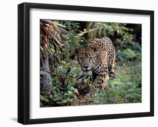 Jaguar Walking Through the Forest, Belize-Lynn M^ Stone-Framed Photographic Print