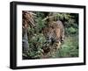 Jaguar Walking Through the Forest, Belize-Lynn M^ Stone-Framed Photographic Print