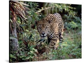 Jaguar Walking Through the Forest, Belize-Lynn M^ Stone-Stretched Canvas