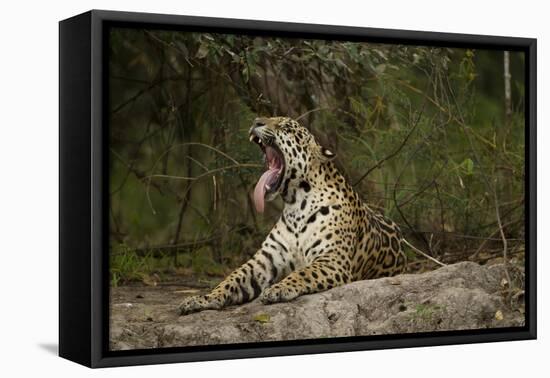 Jaguar Yawning-MaryAnn McDonald-Framed Stretched Canvas