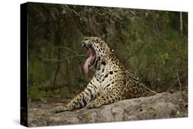 Jaguar Yawning-MaryAnn McDonald-Stretched Canvas
