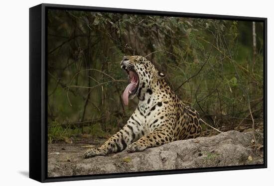 Jaguar Yawning-MaryAnn McDonald-Framed Stretched Canvas