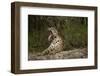 Jaguar Yawning-MaryAnn McDonald-Framed Premium Photographic Print