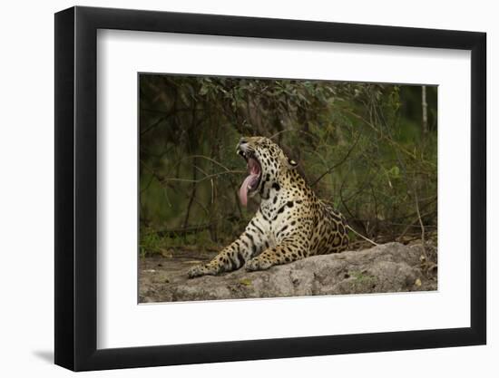 Jaguar Yawning-MaryAnn McDonald-Framed Premium Photographic Print