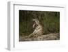 Jaguar Yawning-MaryAnn McDonald-Framed Premium Photographic Print