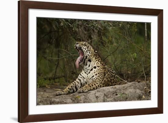 Jaguar Yawning-MaryAnn McDonald-Framed Photographic Print