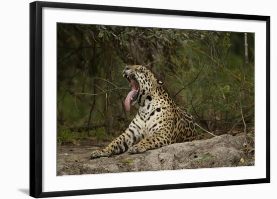 Jaguar Yawning-MaryAnn McDonald-Framed Photographic Print