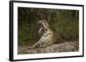 Jaguar Yawning-MaryAnn McDonald-Framed Photographic Print