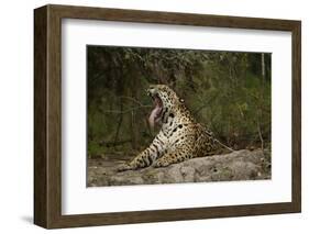 Jaguar Yawning-MaryAnn McDonald-Framed Photographic Print